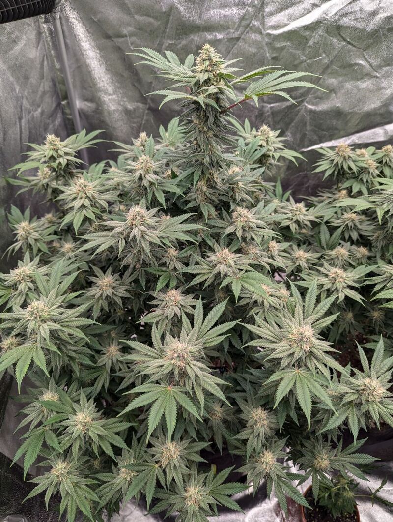 Rainbow Melon, Фасовка: 3, изображение 4